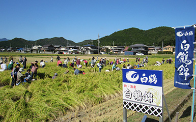 村米圃場での稲刈りの様子