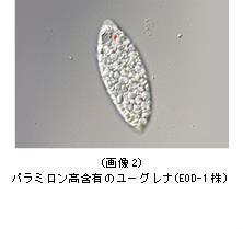 パラミロン高含有のユーグレナ(EOD-1株）.jpg