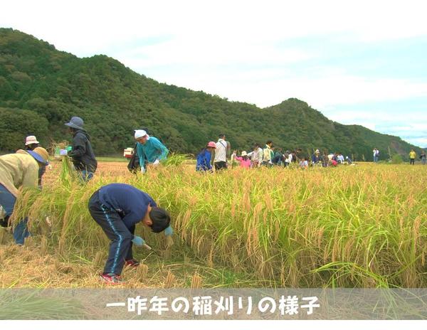 稲刈りの様子.jpg