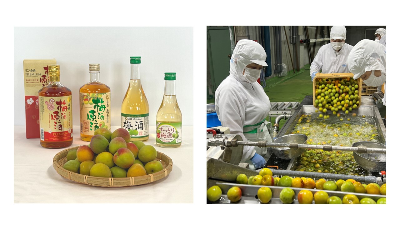 初夏の風物詩 酒蔵の「本格梅酒の仕込み」開始 ～産地直送の紀州産の梅