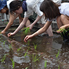 田植え