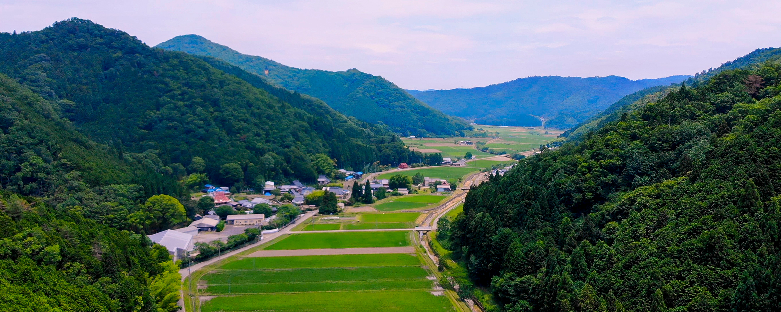 酒米の自社栽培