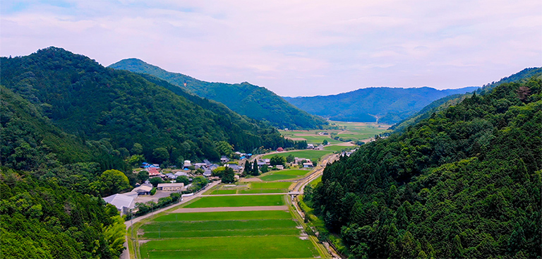 酒米の自社栽培