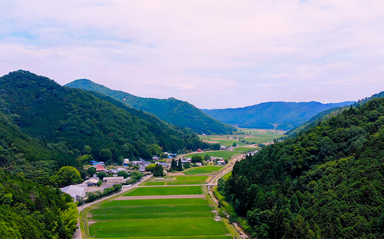 酒米の自社栽培