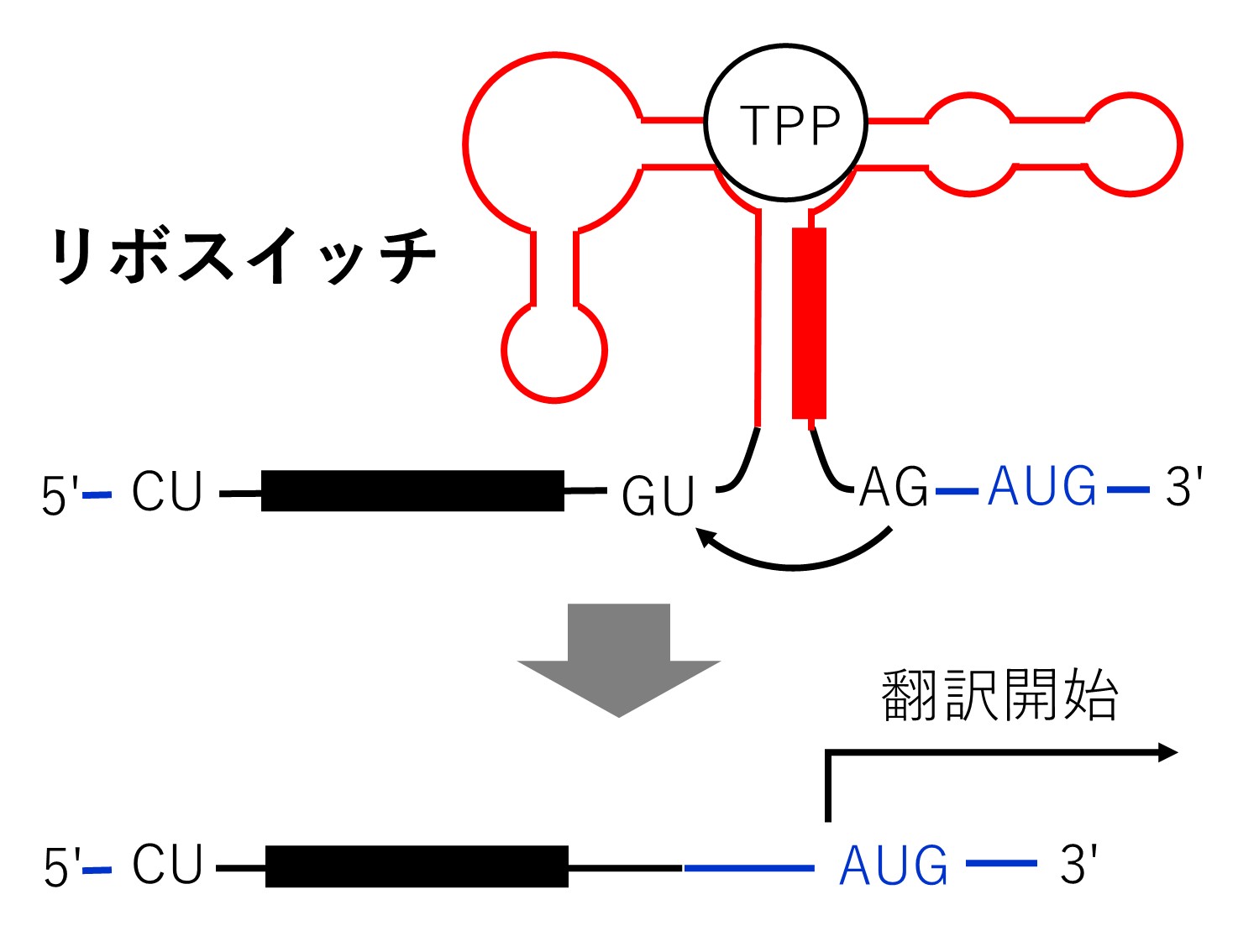 酒造りを支える麹菌のしくみを探る
