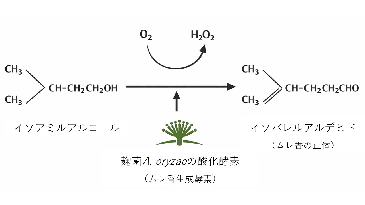 限外ろ過技術によるムレ香成分の除去効果を示す図