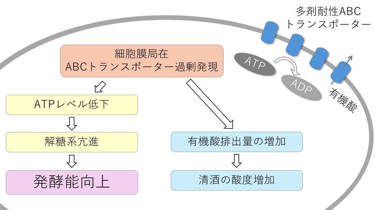 CTZ耐性株における薬剤耐性と高発酵性のメカニズム