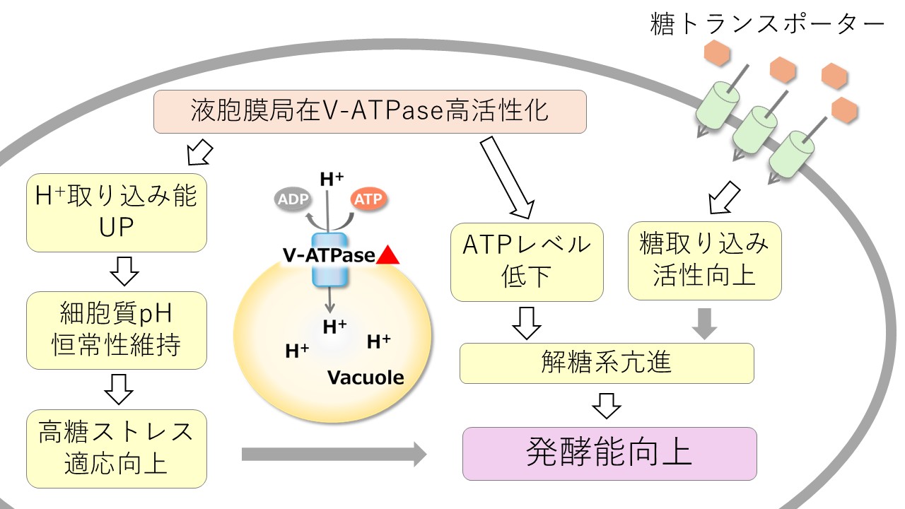Baf耐性株における液胞酸性化と高発酵性のメカニズム