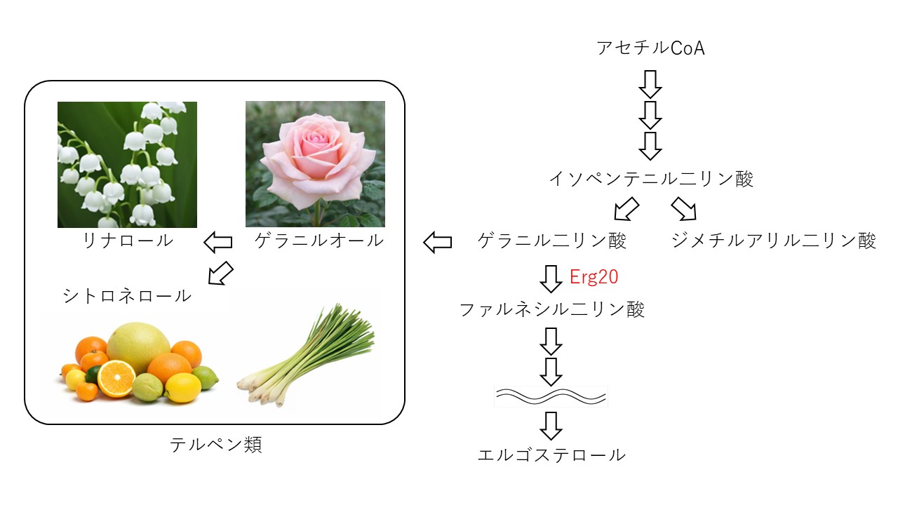 テルペン生産性酵母の開発に関する図
