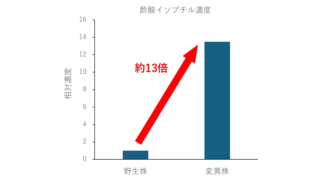 酢酸イソブチル高生産酵母の開発に関する図