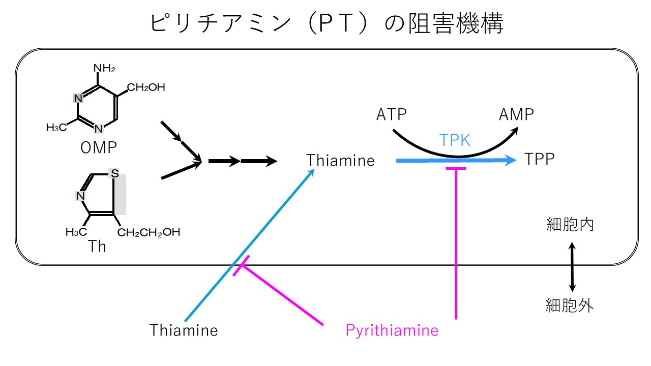 ピリチアミン耐性遺伝子ptrAの単離と解析