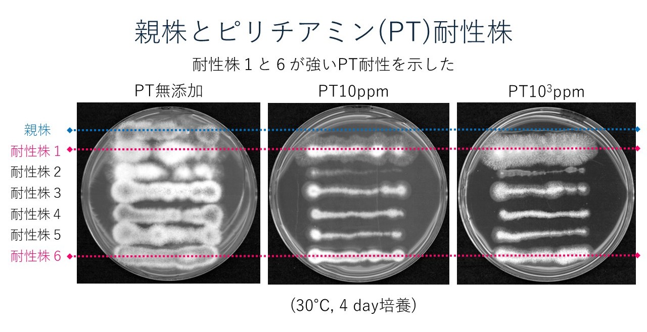 ptrAによる薬剤耐性マーカーの機能確認