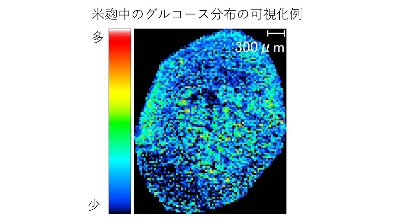 質量分析イメージングによる米麹中の成分分布と麹菌生育状態の可視化