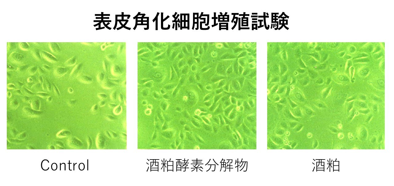 酒粕圧力酵素分解物による表皮角化細胞の増殖促進効果を示す図