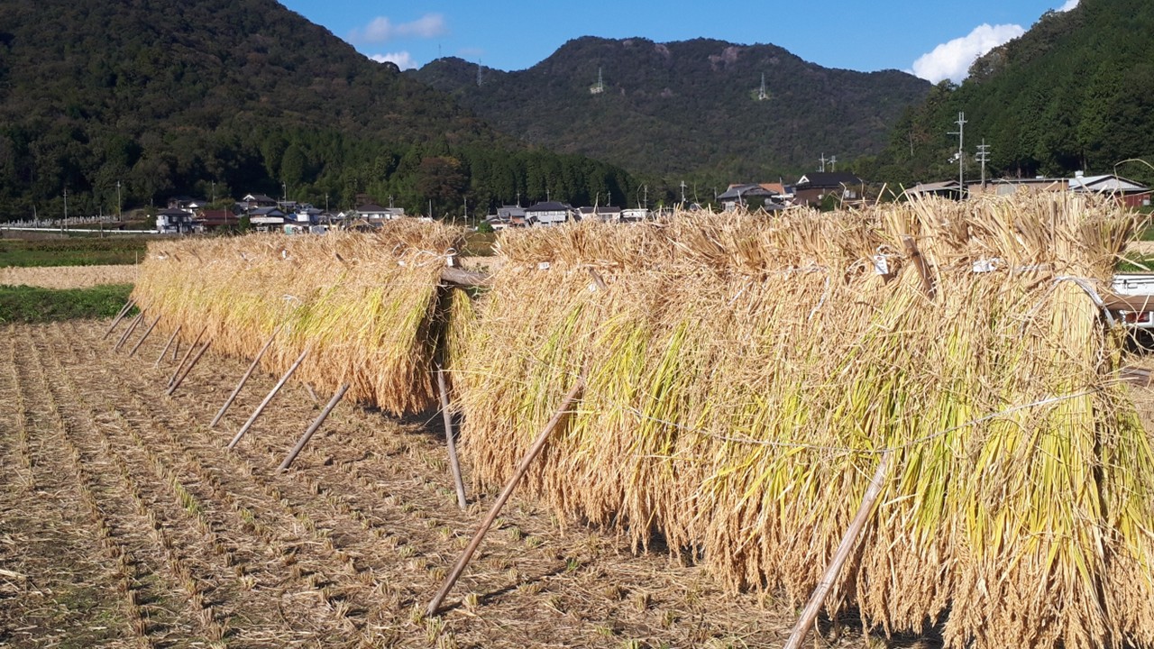 白鶴錦の開発に関する図表
