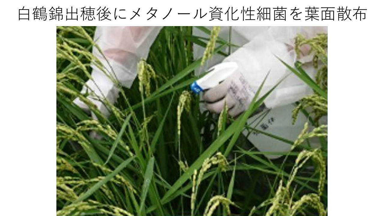 酒米増収技術に関する図表