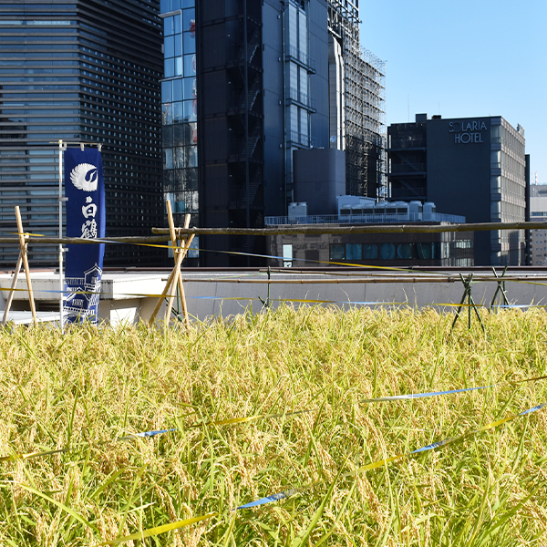 屋上には「銀座天空農園」と名付けられた圃場があります。当社が開発した酒米「白鶴錦」を栽培しています。