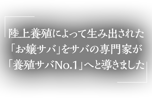 陸上養殖によって生み出された「お嬢サバ」をサバの専門家が「養殖サバNo.1」へと導きました