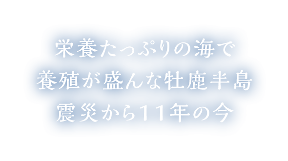 栄養たっぷりの海で養殖が盛んな牡鹿半島 震災から11年の今