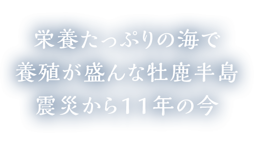 栄養たっぷりの海で養殖が盛んな牡鹿半島 震災から11年の今