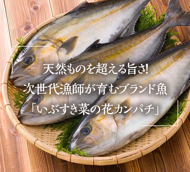 天然ものを超える旨さ！次世代漁師が育むブランド魚「いぶすき菜の花カンパチ」