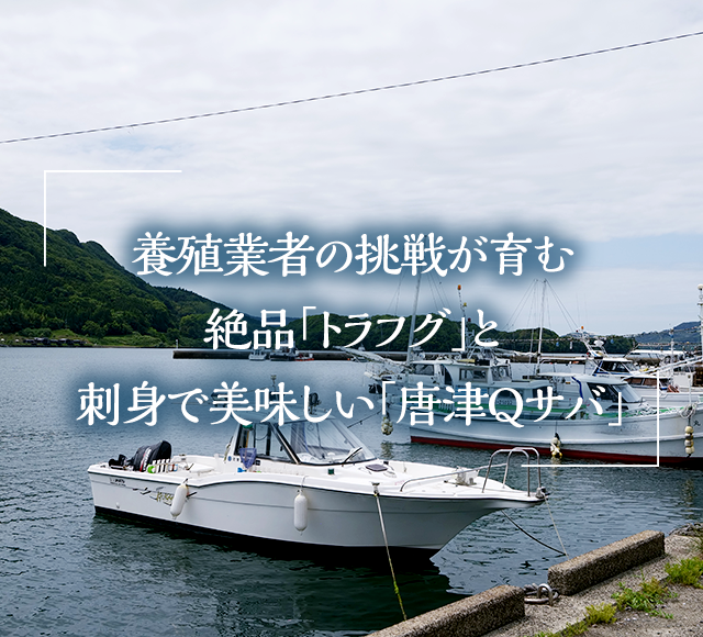 養殖業者の挑戦が育む絶品「トラフグ」と刺身で美味しい「唐津Ｑサバ」