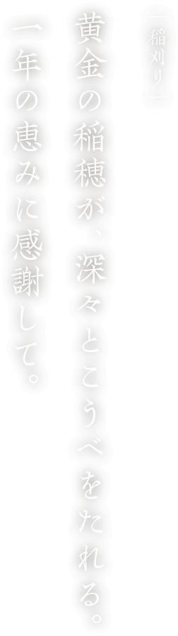 稲刈り 黄金の稲穂が、深々とこうべをたれる。一年の恵みに感謝して。