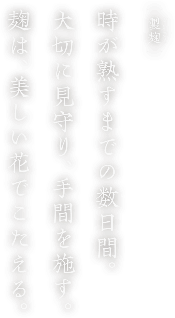 製麹 時が熟すまでの数日間。大切に見守り、手間を施す。麹は、美しい花で答える。