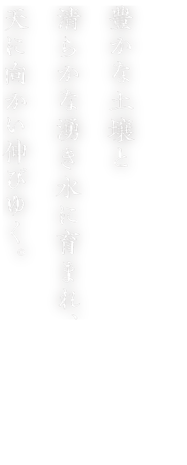 |稲作|豊かな土壌と清らかな湧き水に育まれ、天に向かい伸びゆく。