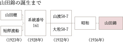 山田錦の誕生まで