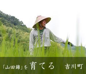 「山田錦」を育てる　吉川町