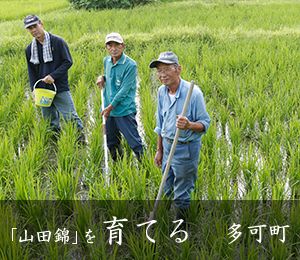 「山田錦」を育てる　多可町