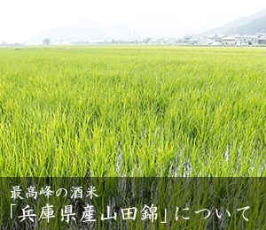 最高峰の酒米「兵庫県産山田錦」について