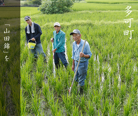 「山田錦」を育てる 多可町