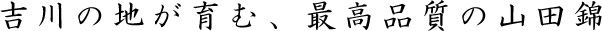 吉川の地が育む、最高品質の山田錦