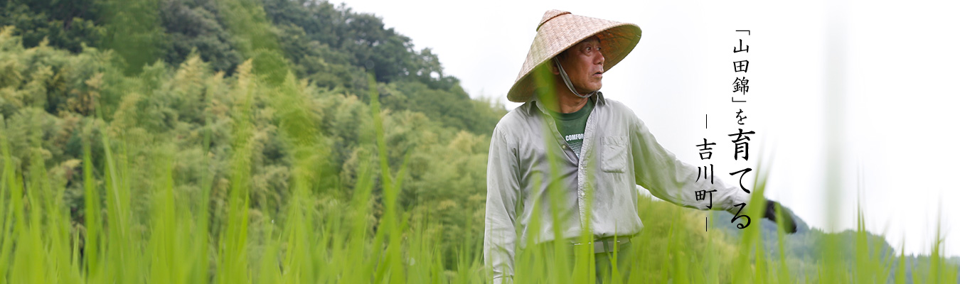 「山田錦」を育てる -吉川町-