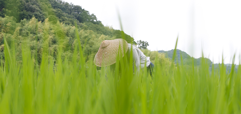 しっかりと根を張って成長した山田錦