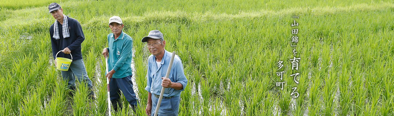 「山田錦」を育てる -多可町-