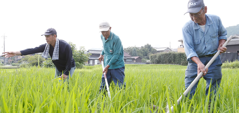 皆が皆の田んぼを支え合うことで、良い山田錦を育てています