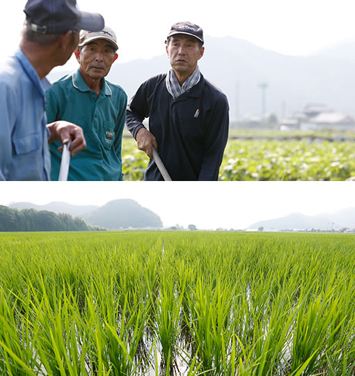 穂が出揃う10月には、地区全体が黄金色の輝きに包まれます。