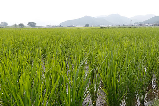 優しい風景が広がる東安田地区。