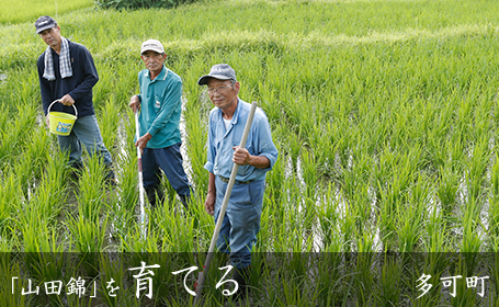 「山田錦」を育てる 多可町